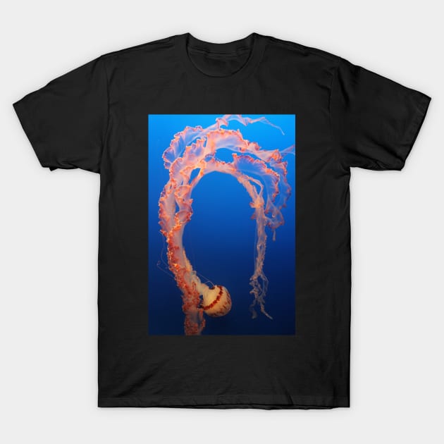 Flamboyant Jelly T-Shirt by jhuxster